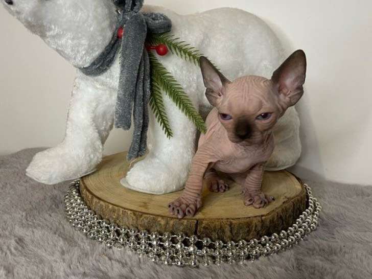 4 chatons Sphynx mâles et femelle LOOF d’octobre 2025 à réserver