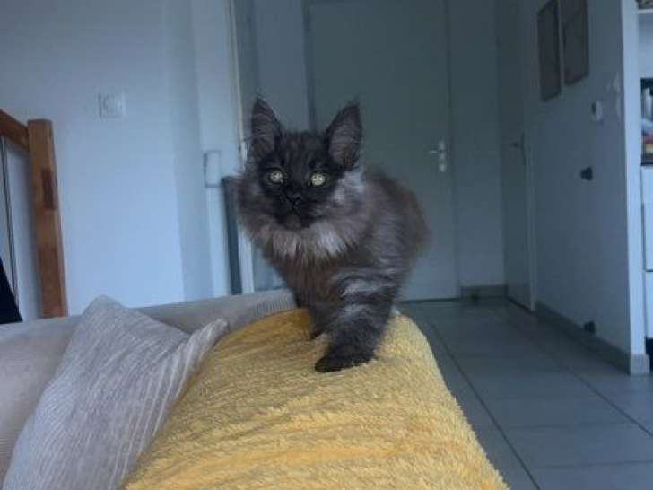 2 chatons Maine Coons non-LOOF d'août 2025 à vendre