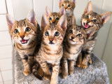 Chatons Savannah LOOF de grande lignée à vendre