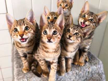 Chatons Savannah LOOF de grande lignée à vendre