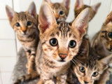 Chatons Savannah LOOF de grande lignée à vendre