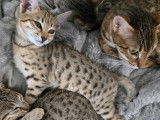 Chatons Savannah LOOF de grande lignée à vendre