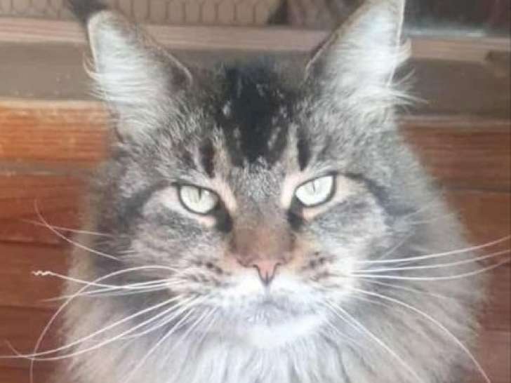 1 chatte Maine Coon LOOF de juillet 2020 à vendre