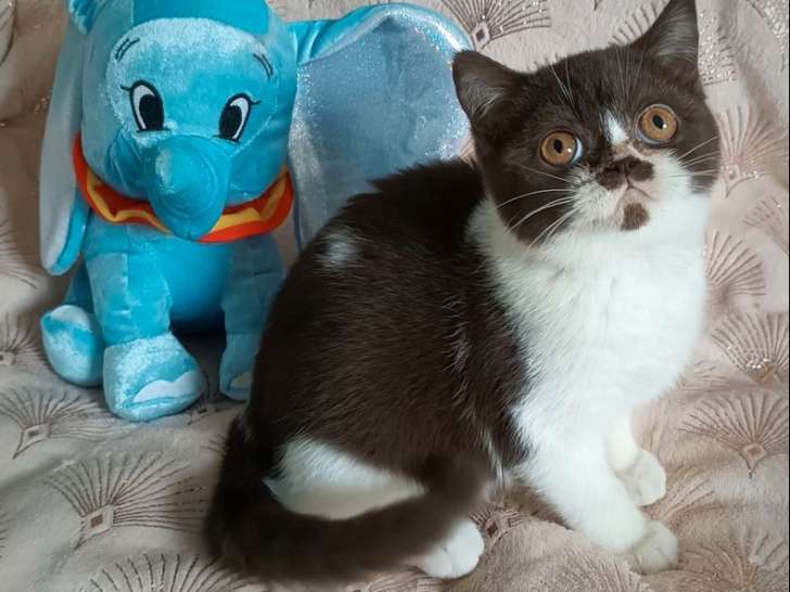 1 chaton British Shorthair mâle chocolat LOOF à vendre