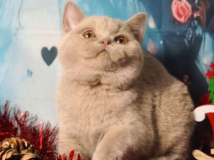 À vendre, 1 chaton British Shorthair femelle fawn LOOF de juillet 2025