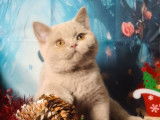 À vendre, 1 chaton British Shorthair femelle fawn LOOF de juillet 2025