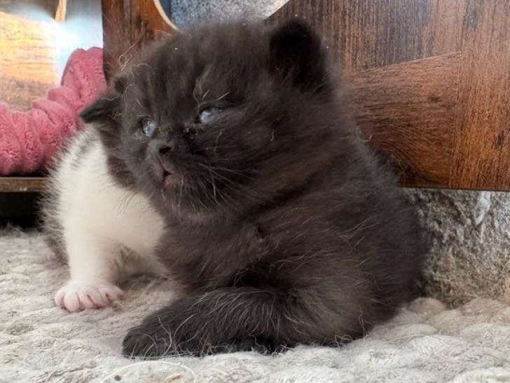 2 chatons British Shorthairs mâles LOOF à réserver