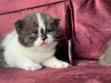 2 chatons British Shorthairs mâles LOOF à réserver