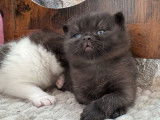 2 chatons British Shorthairs mâles LOOF à réserver