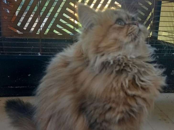 1 chaton Persan mâle LOOF de juin 2025 à vendre