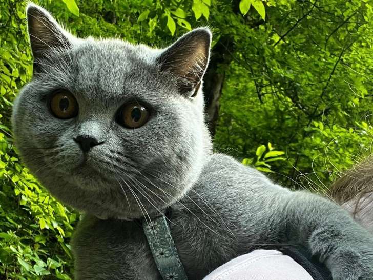 Femelle British Shorthair disponible pour saillie