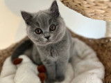 Femelle British Shorthair disponible pour saillie