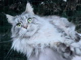 Magnifique chatte Maine Coon LOOF à vendre