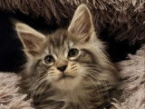 4 chatons Maine Coons LOOF ou non-LOOF d'août 2025 à réserver