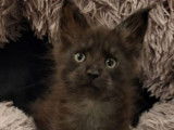 4 chatons Maine Coons LOOF ou non-LOOF d'août 2025 à réserver