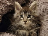 4 chatons Maine Coons LOOF ou non-LOOF d'août 2025 à réserver