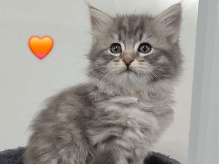 3 chatons Sibériens LOOF de septembre 2025 à réserver