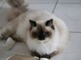 1 chatte Ragdoll LOOF de 3 ans à vendre
