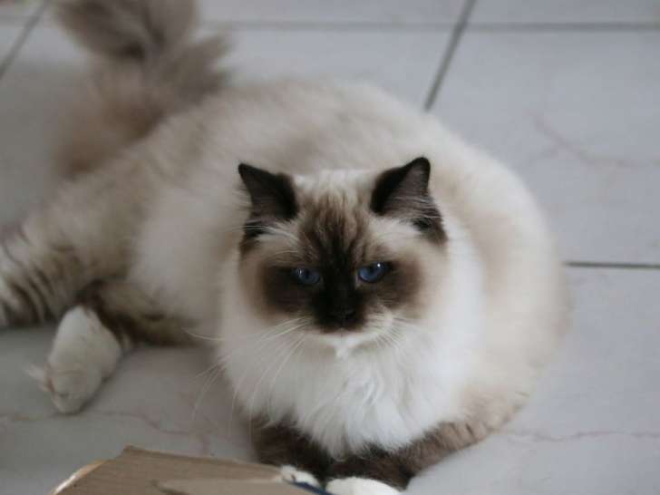 1 chatte Ragdoll LOOF de 3 ans à vendre