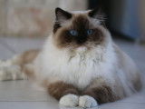 1 chatte Ragdoll LOOF de 3 ans à vendre