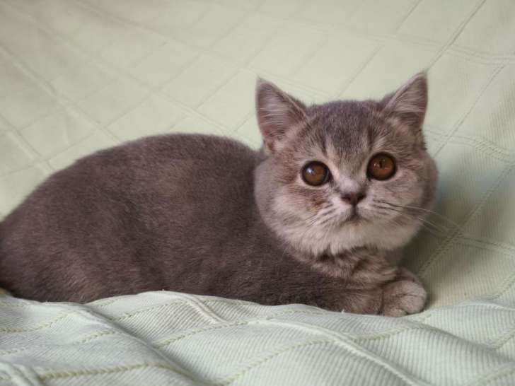 1 chaton British Shorthair femelle LOOF de juillet 2025 à vendre