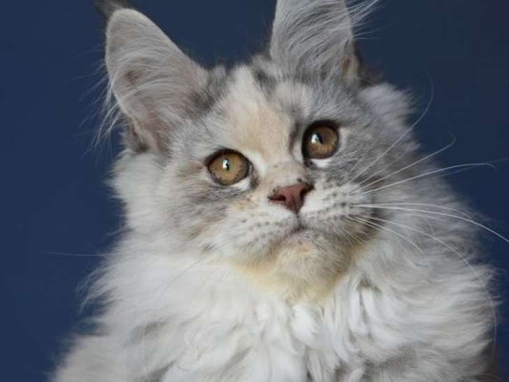 1 chaton Maine Coon femelle LOOF d'août 2025 à vendre