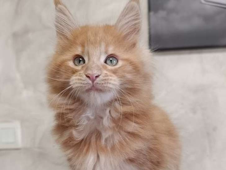 3 chatons Maine Coons femelles LOOF de septembre 2025 à vendre
