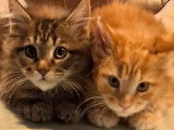 2 chatons Maine Coons non-LOOF d'août 2025 à vendre