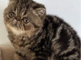 1 chaton Exotic Shorthair mâle LOOF de juillet 2025 à vendre