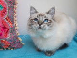 3 chatons Ragdolls LOOF de juin 2025 à vendre