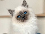 Des chatons Sacrés de Birmanie LOOF à réserver