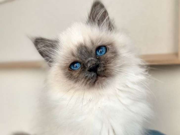 Des chatons Sacrés de Birmanie LOOF à réserver