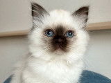 Des chatons Sacrés de Birmanie LOOF à réserver