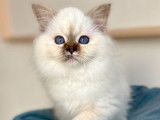 Des chatons Sacrés de Birmanie LOOF à réserver