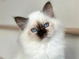 Des chatons Sacrés de Birmanie LOOF à réserver
