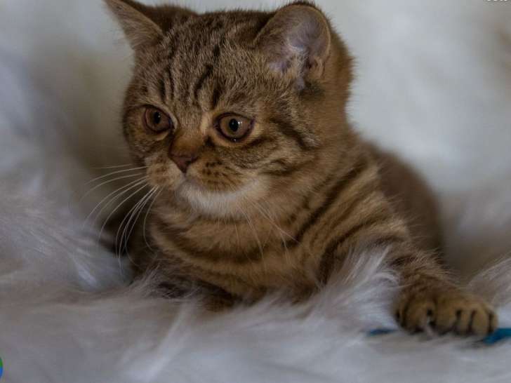 1 chaton British Shorthair mâle LOOF d'août 2025 à vendre