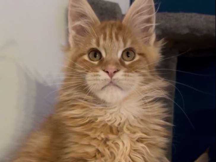 3 chatons Maine Coons mâles non-LOOF d'août 2025 à vendre