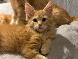 3 chatons Maine Coons mâles non-LOOF d'août 2025 à vendre