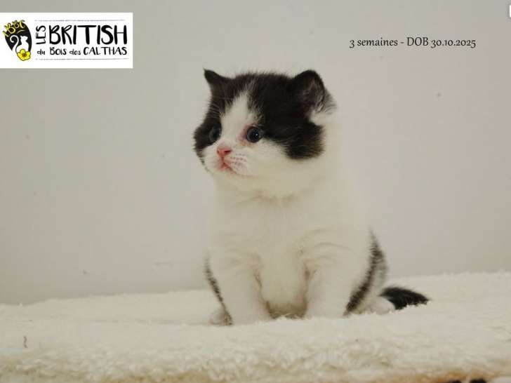 1 chaton British Shorthair femelle LOOF d'octobre 2025 à réserver