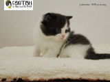 1 chaton British Shorthair femelle LOOF d'octobre 2025 à réserver