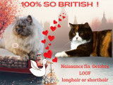 1 chaton British Shorthair femelle LOOF d'octobre 2025 à réserver