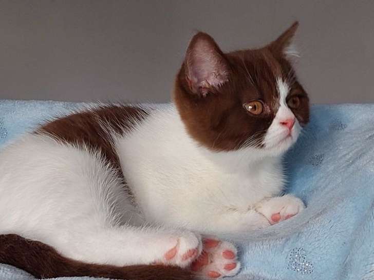 1 chaton British Shorthair femelle LOOF d'août 2025 à vendre, chocolat et blanc
