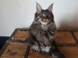 1 chaton Maine Coon femelle LOOF de juin 2025 à vendre