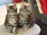 4 chatons Maine Coons LOOF du 4 octobre 2025 à réserver