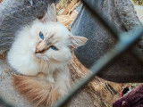 1 chaton femelle Ragdoll LOOF de 6 mois à vendre