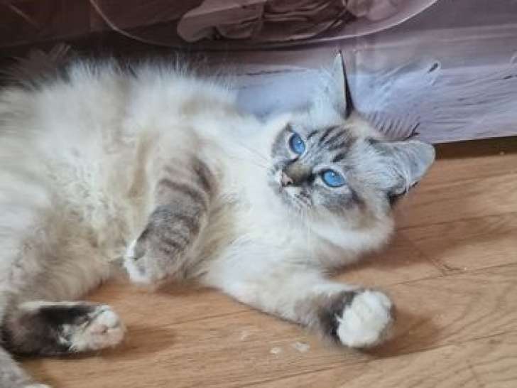 Chatons Sacrés de Birmanie mâles et femelle LOOF à vendre