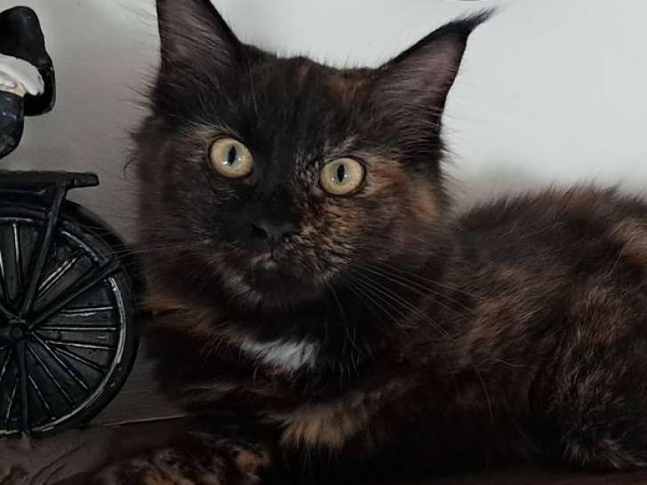 1 chaton Maine Coon femelle LOOF de mai 2025 à vendre