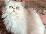 1 chatte Persane stérilisée de 18 mois à vendre