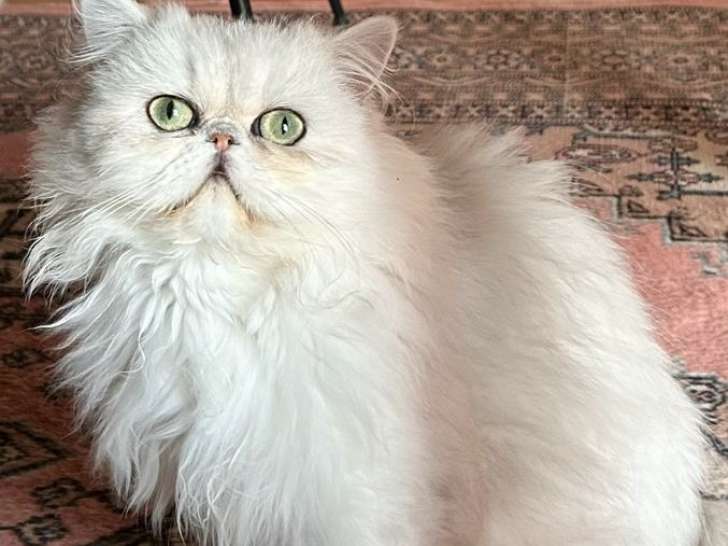 1 chatte Persane stérilisée de 18 mois à vendre