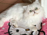 1 chatte Persane stérilisée de 18 mois à vendre